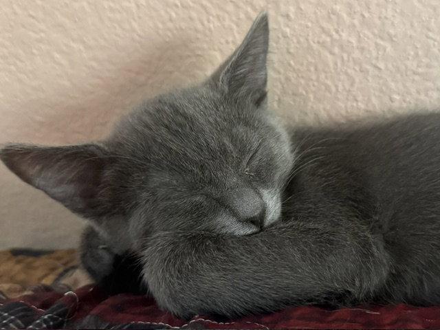 Nod (bonded with Felix), a Adoptable Domestic Medium Hair in Antioch, CA image 2/3