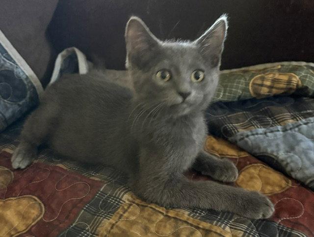 Nod (bonded with Felix), a Adoptable Domestic Medium Hair in Antioch, CA image 3/3