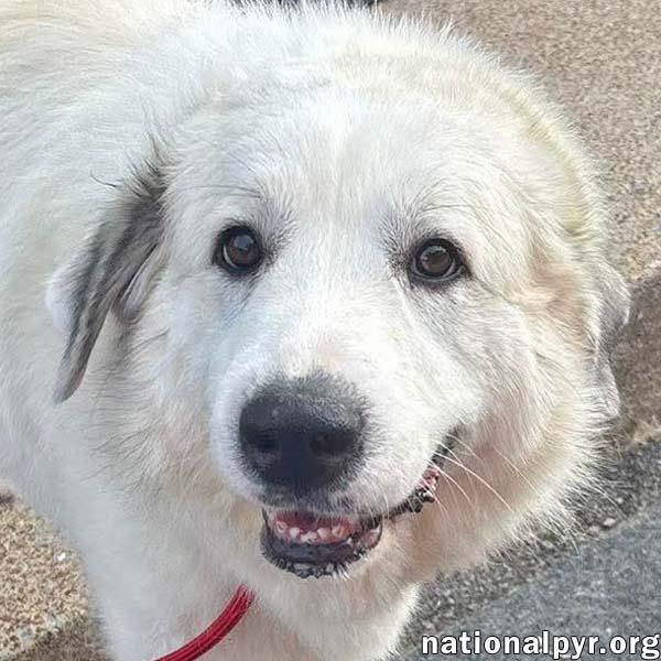 Mellow in OH - Loves To Cuddle, Adopted, Senior Female Great Pyrenees.