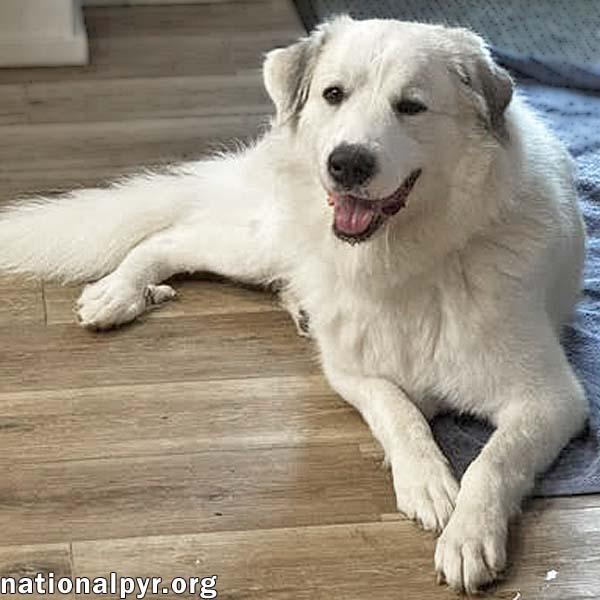 Enlarge Mellow in OH - Loves To Cuddle, a Adopted Great Pyrenees in Columbus, OH image 2/4