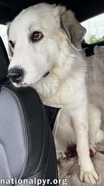 Enlarge Mellow in OH - Loves To Cuddle, a Adopted Great Pyrenees in Columbus, OH image 3/4