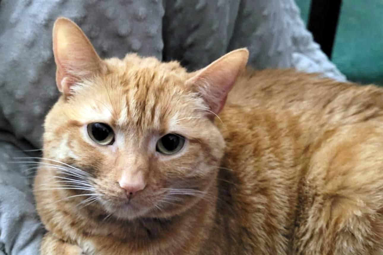 Enlarge Prim, a Adoptable Domestic Short Hair in Pittsburgh, PA image 2/5