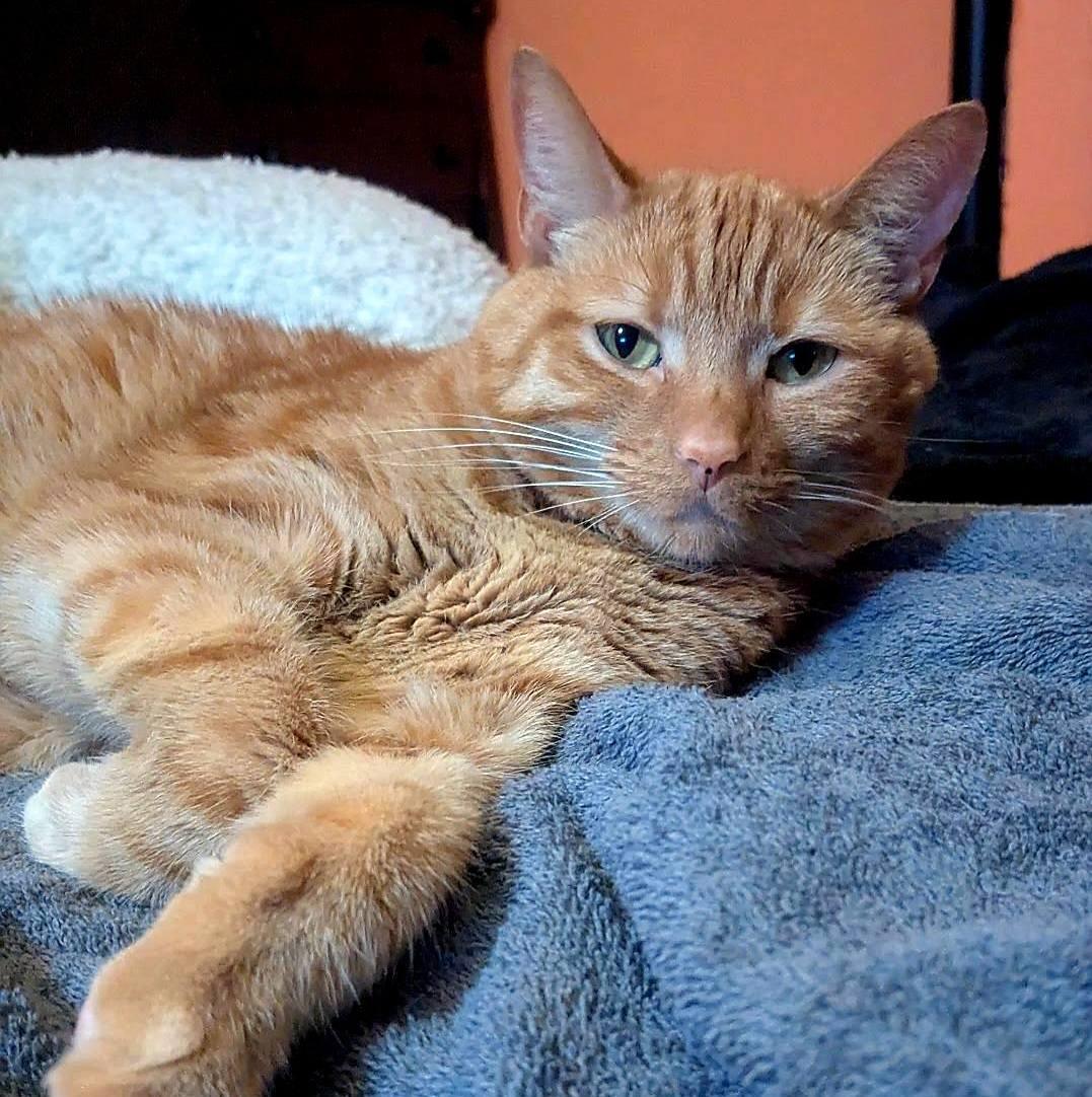 Enlarge Prim, a Adoptable Domestic Short Hair in Pittsburgh, PA image 4/5