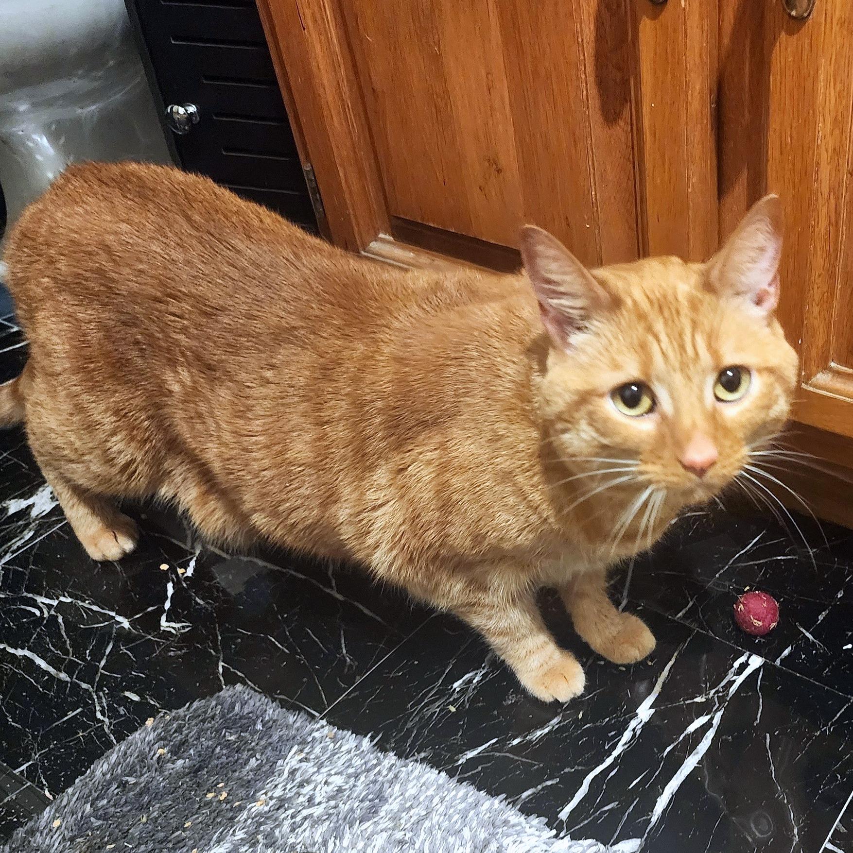 Enlarge Prim, a Adoptable Domestic Short Hair in Pittsburgh, PA image 5/6