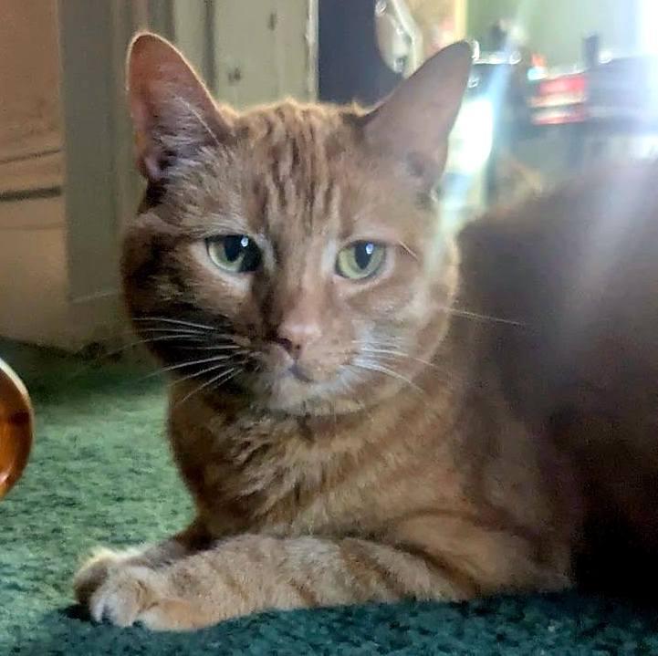 Prim, Adoptable, Adult Female Domestic Short Hair.