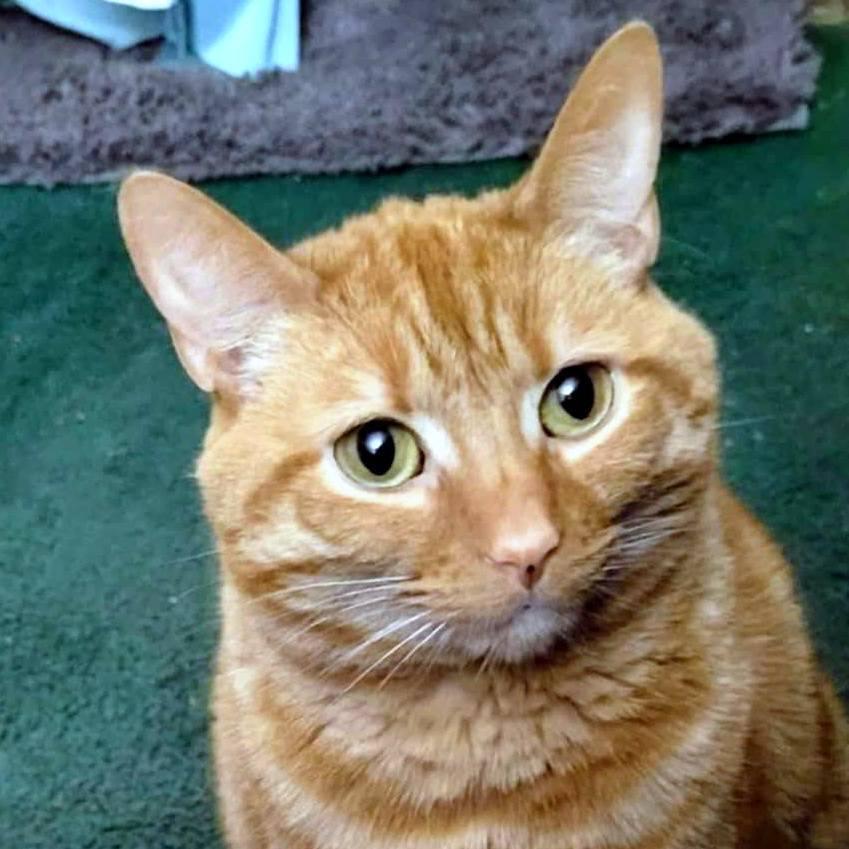 Prim, Adoptable, Adult Female Domestic Short Hair.