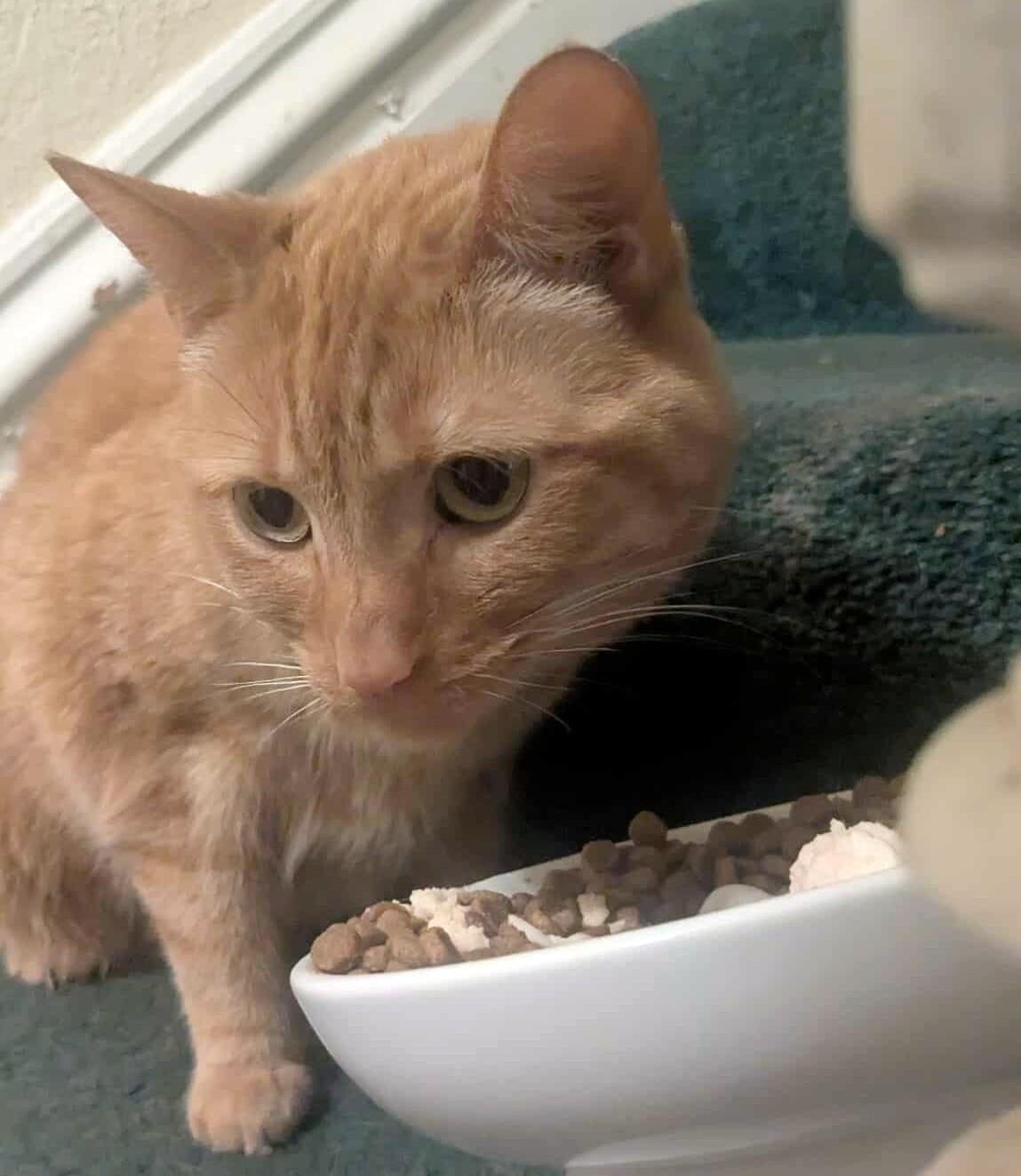 Enlarge Prim, a Adoptable Domestic Short Hair in Pittsburgh, PA image 4/6