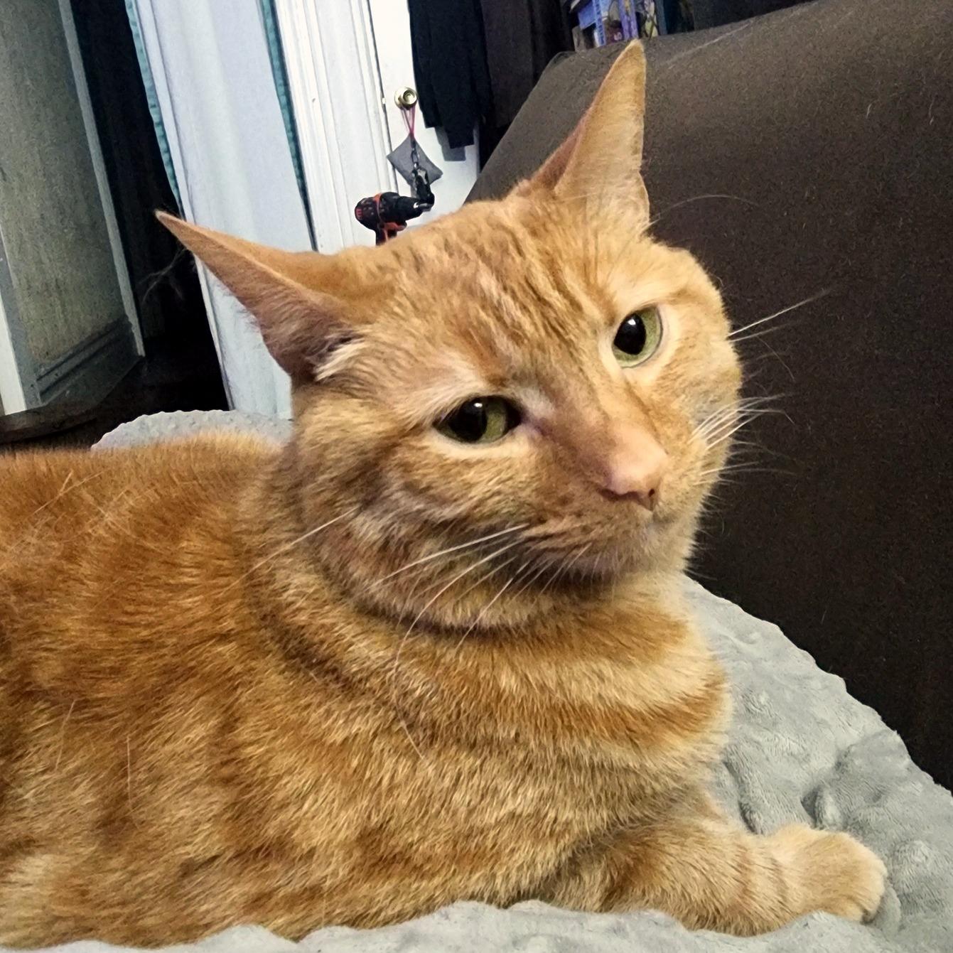 Enlarge Prim, a Adoptable Domestic Short Hair in Pittsburgh, PA image 6/6