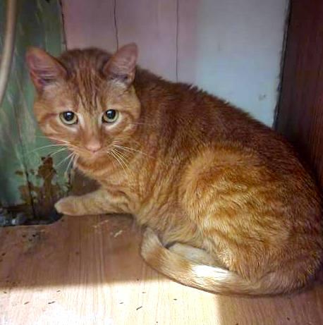 Enlarge Prim, a Adoptable Domestic Short Hair in Pittsburgh, PA image 3/6