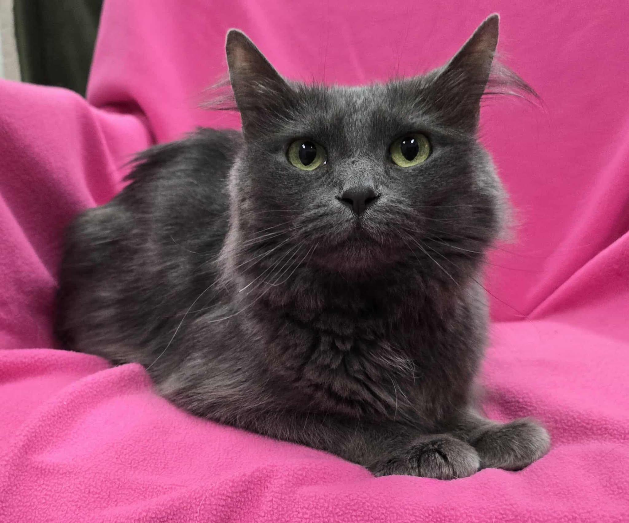 Smokey, Adoptable, Adult Female Domestic Medium Hair & Domestic Long Hair.