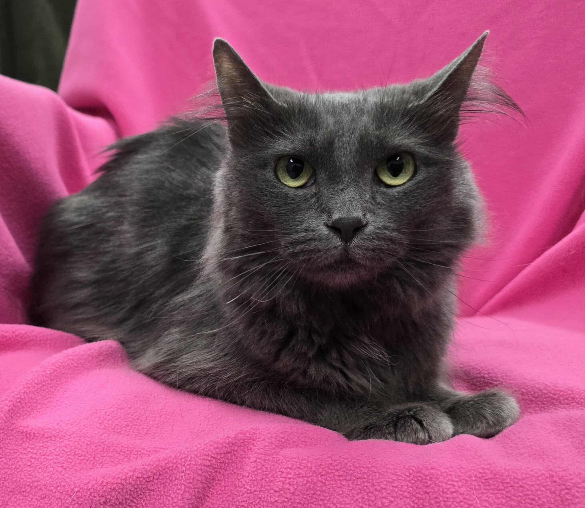 Enlarge Smokey, a Adoptable mixed breed in Frankfort, IN image 2/3