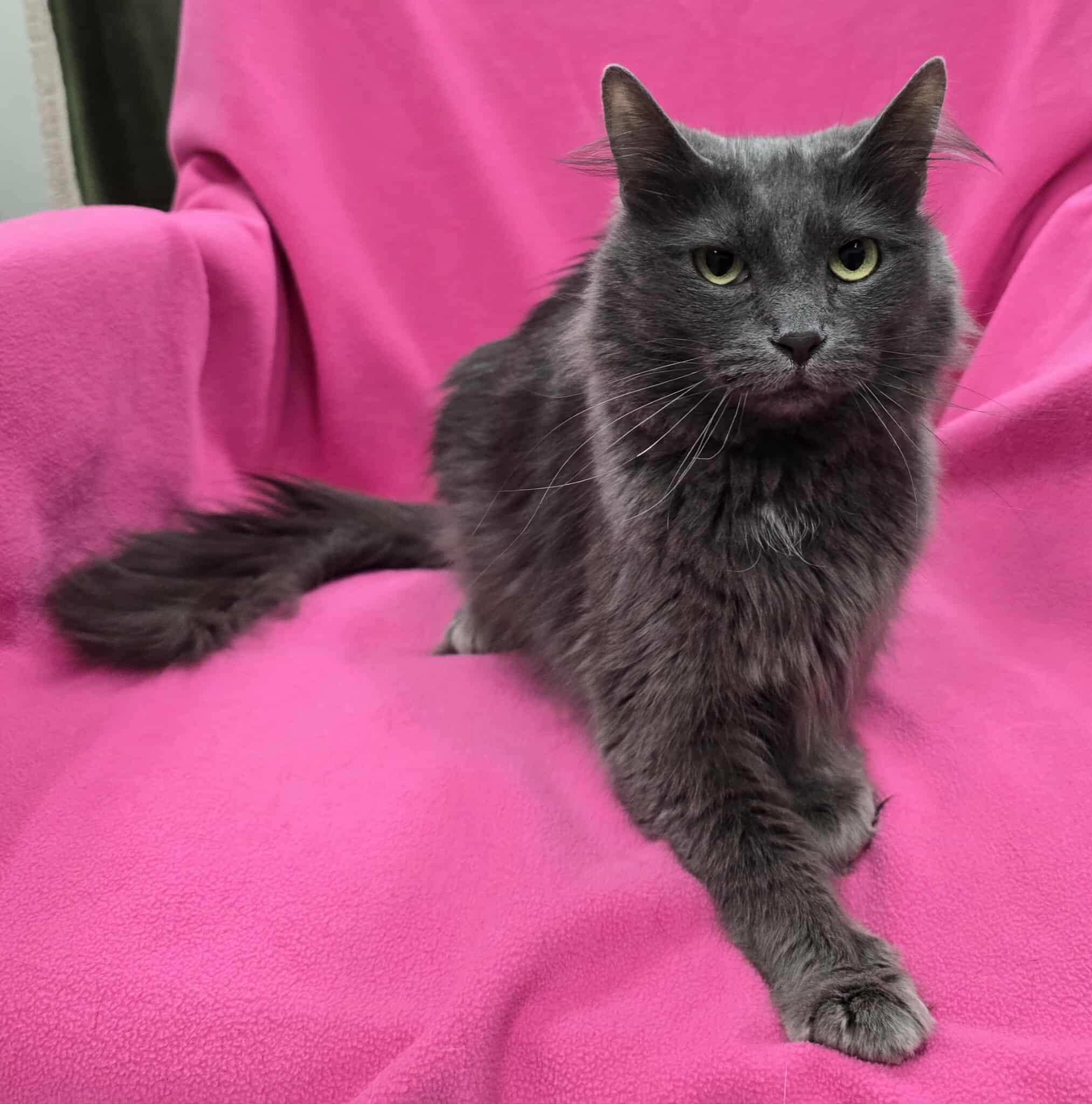 Enlarge Smokey, a Adoptable mixed breed in Frankfort, IN image 3/3