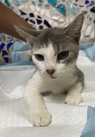 Enlarge SQUIRMY SAM, a Adoptable Domestic Short Hair in Pensacola, FL image 1/1