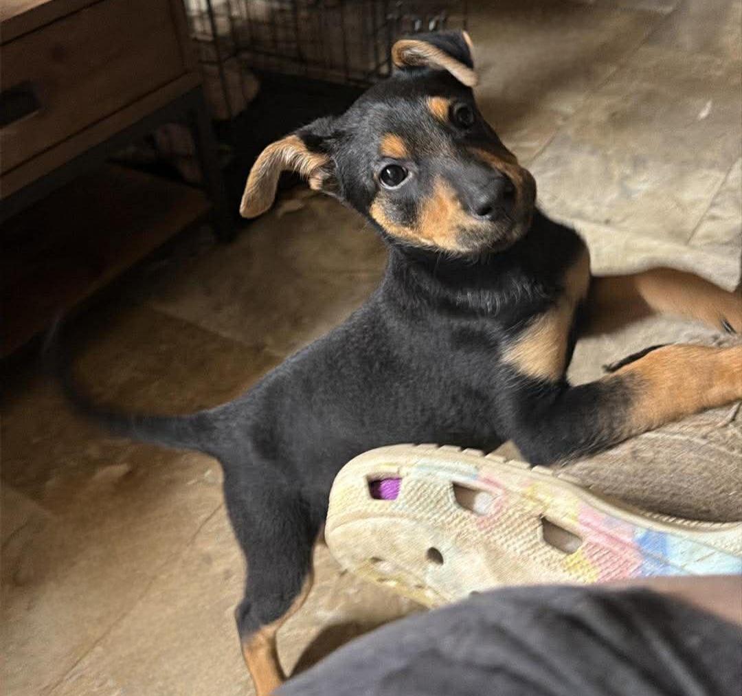 Enlarge Sunni, an adopted Mixed Breed in Grand Rapids, MI image 2/2