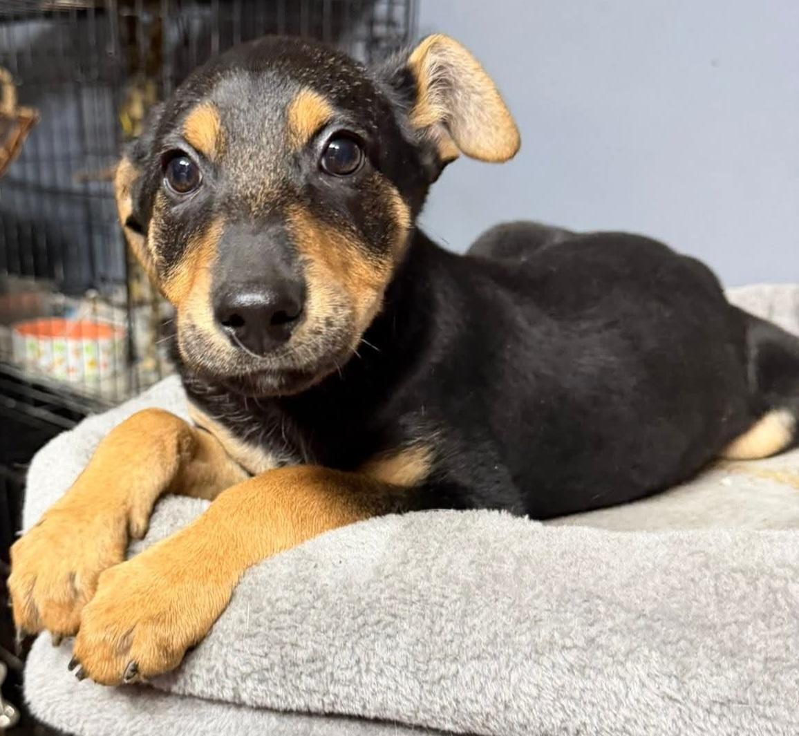 Sunni, adopted, Puppy Female Mixed Breed.