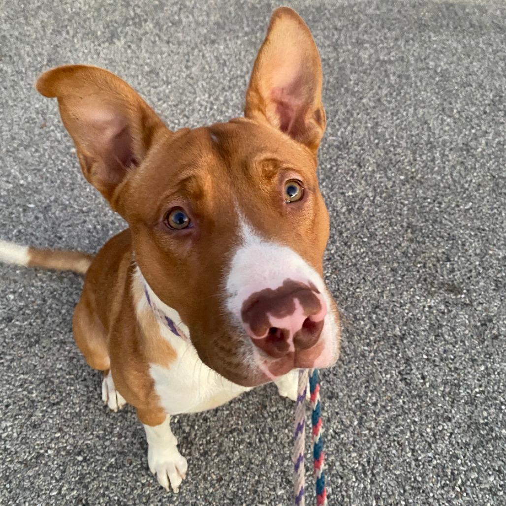 Mall Cop, a Adoptable mixed breed in St. Louis, MO image 1/6
