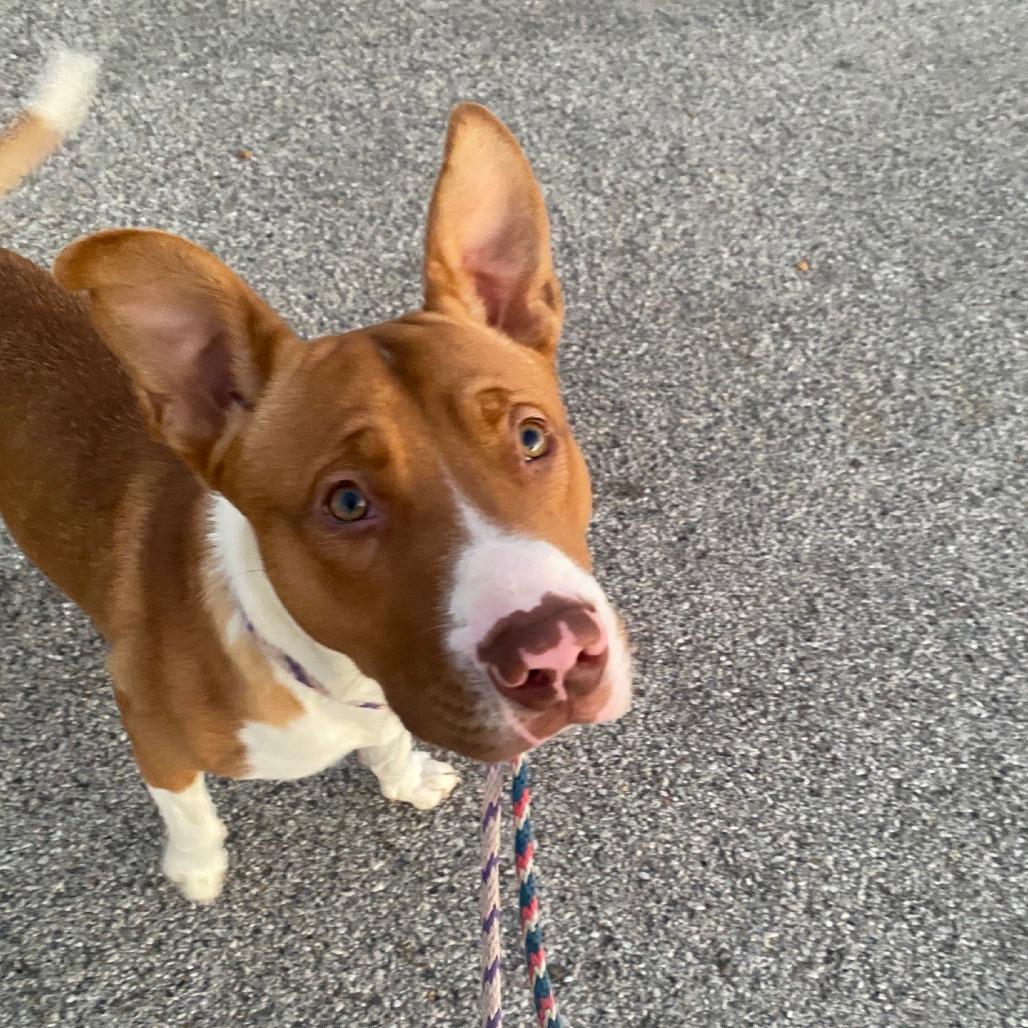 Mall Cop, a Adoptable mixed breed in St. Louis, MO image 2/6