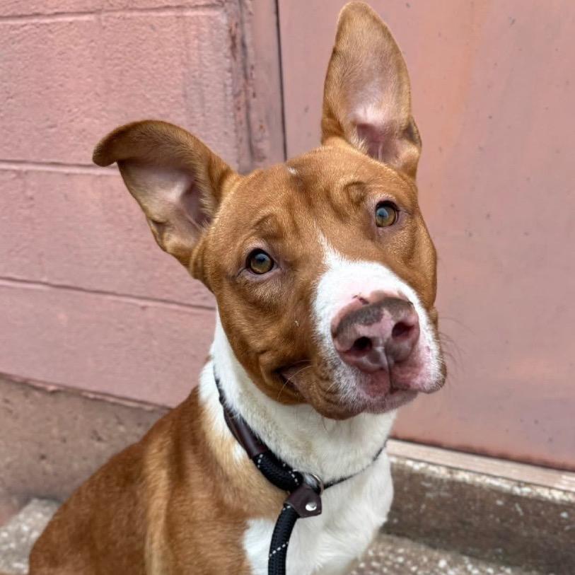 Mall Cop, a Adoptable mixed breed in St. Louis, MO image 3/6