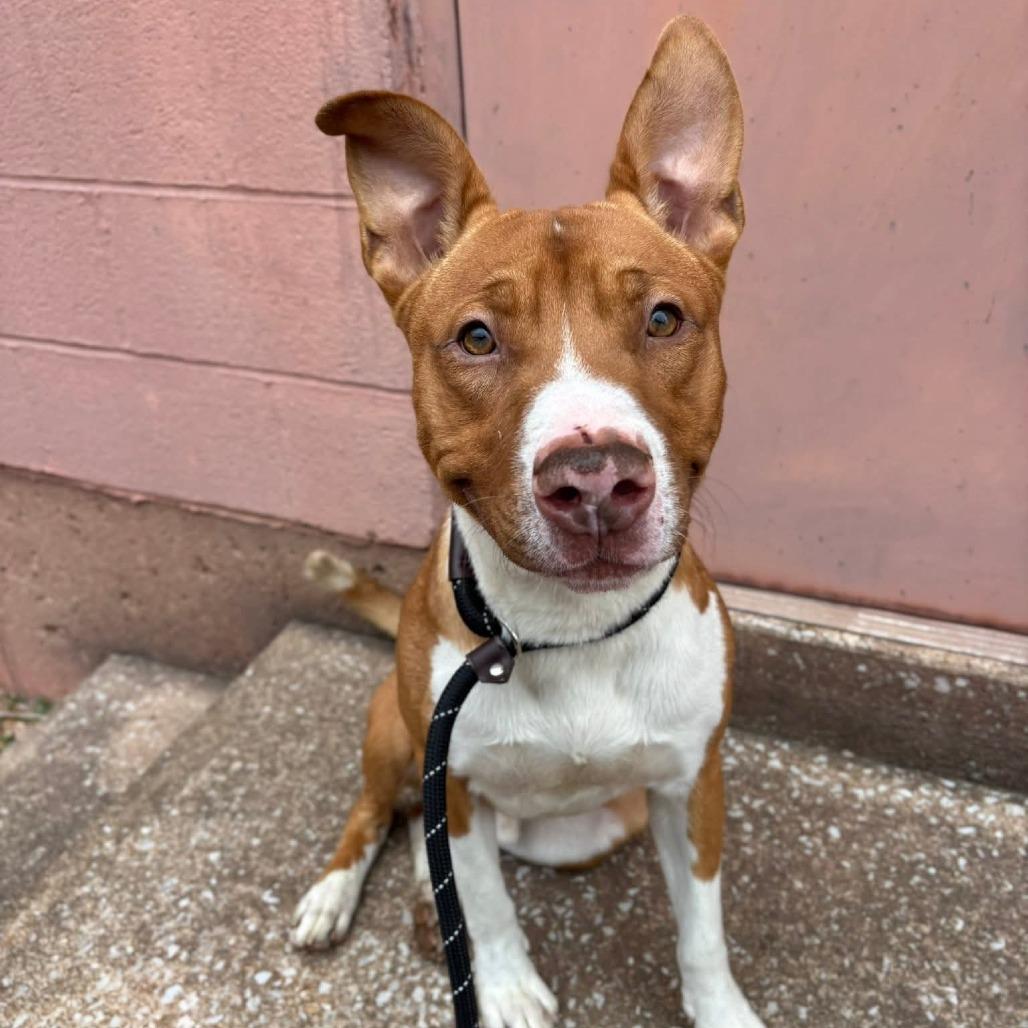 Mall Cop, a Adoptable mixed breed in St. Louis, MO image 5/6
