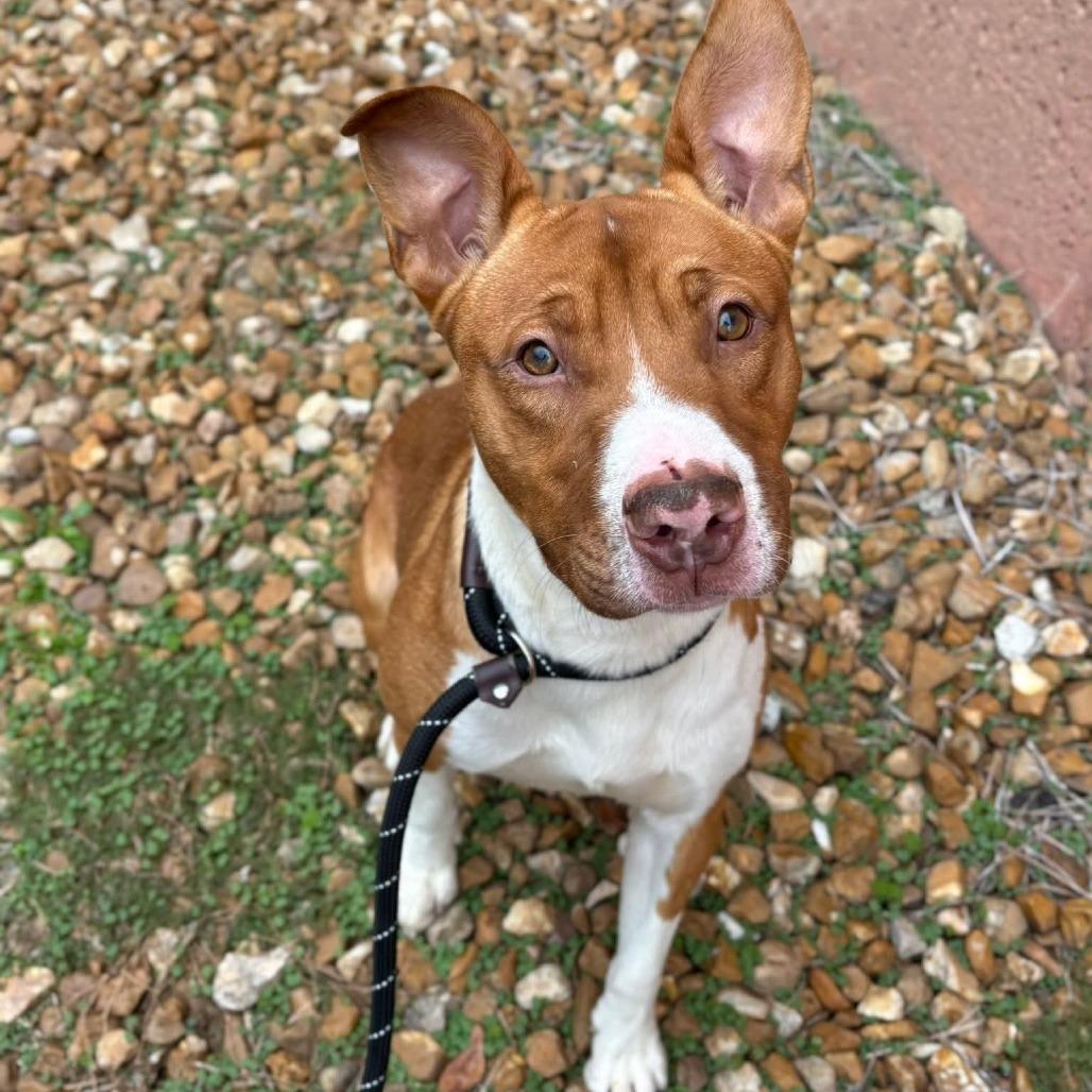 Mall Cop, a Adoptable mixed breed in St. Louis, MO image 6/6