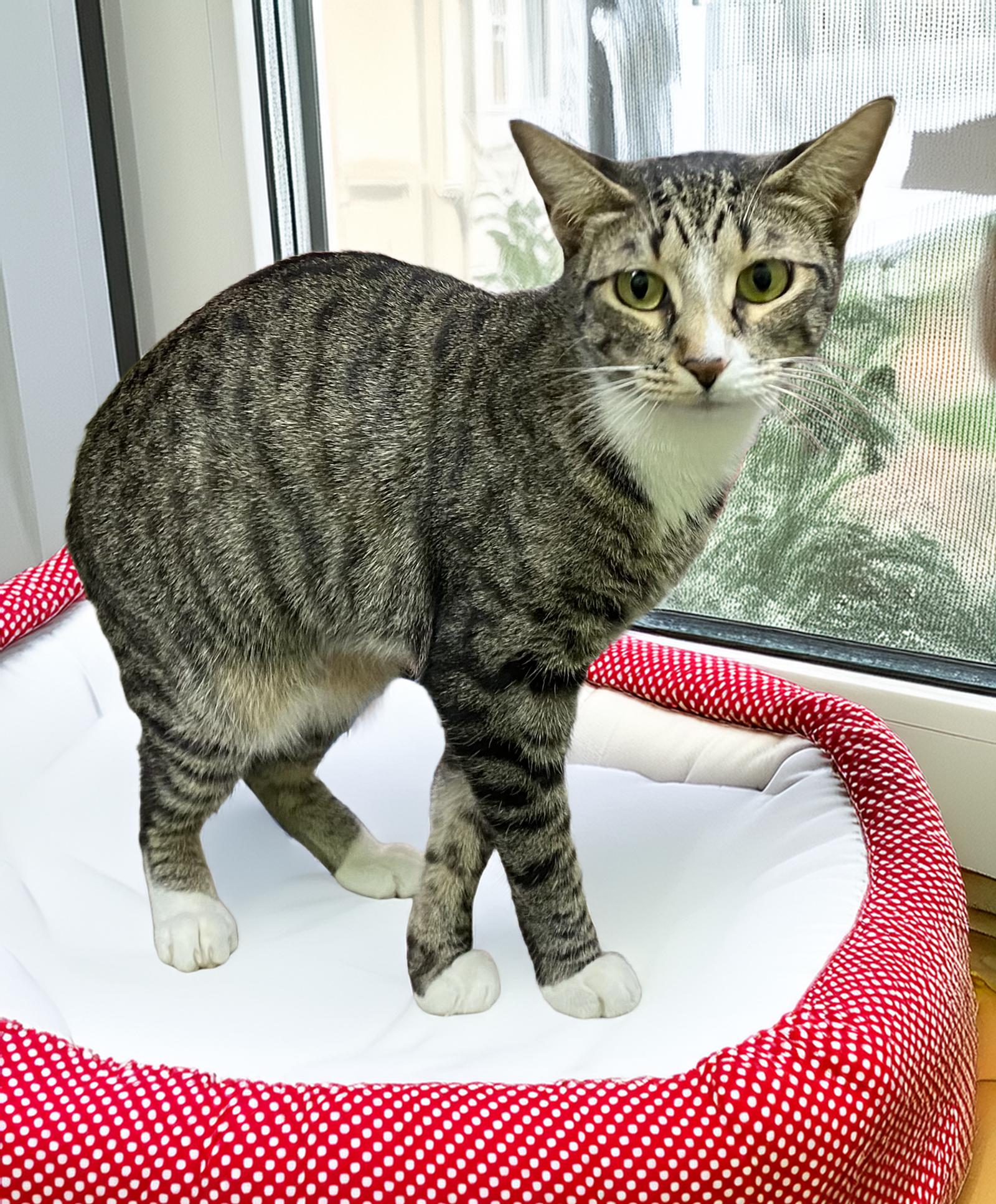 Bella, Adoptable, Adult Female Tabby.