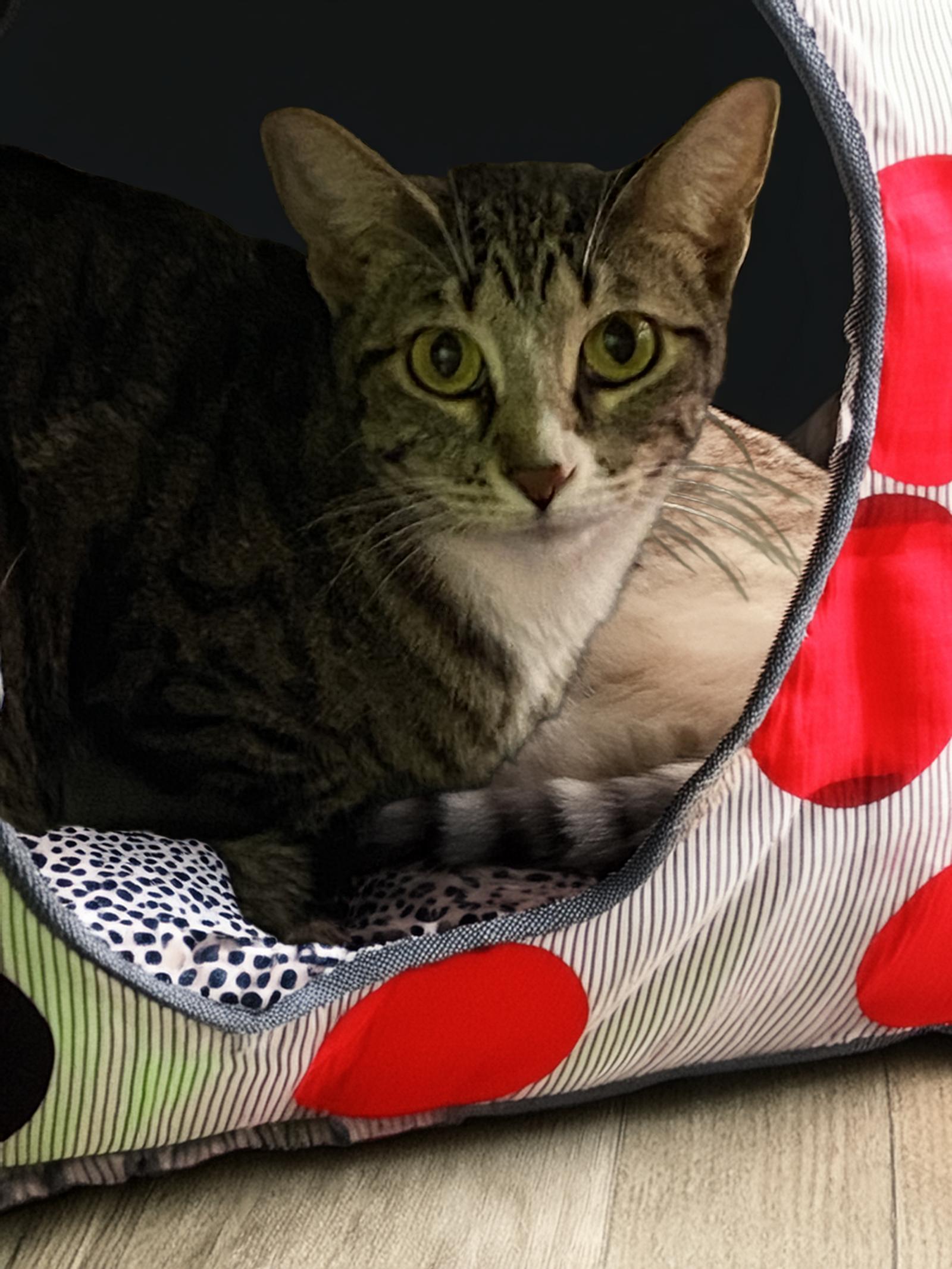 Enlarge Bella, a Adoptable Tabby in Chandler, AZ image 3/3