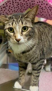 Enlarge Bella, a Adoptable Tabby in Chandler, AZ image 3/3