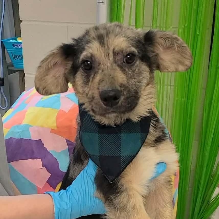 Enlarge Jordan, a ADOPTABLE Mixed Breed in Woolwich, ME image 2/3