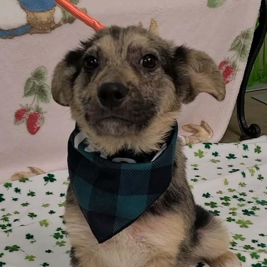 Jordan, ADOPTABLE, Young Female Mixed Breed.