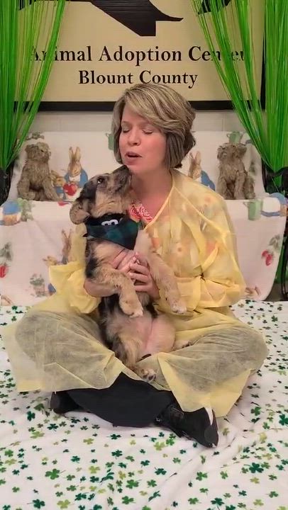 Enlarge Jordan, a ADOPTABLE Mixed Breed in Woolwich, ME video 3/3