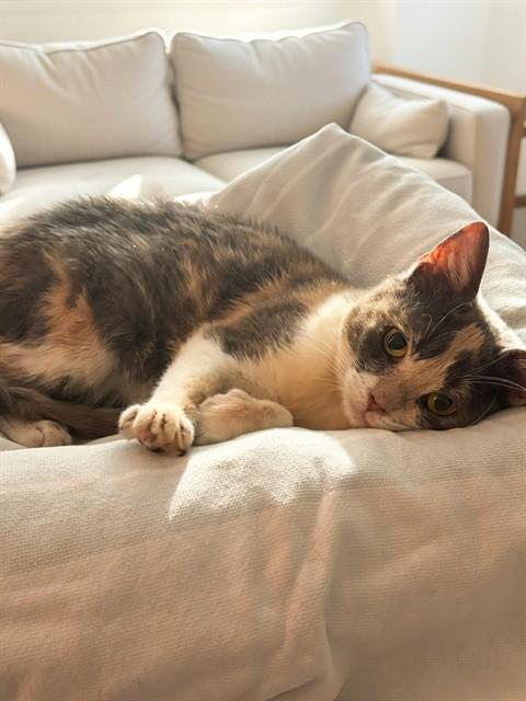 Enlarge MOSAIC, a Adoptable Domestic Medium Hair in Agoura, CA image 1/1