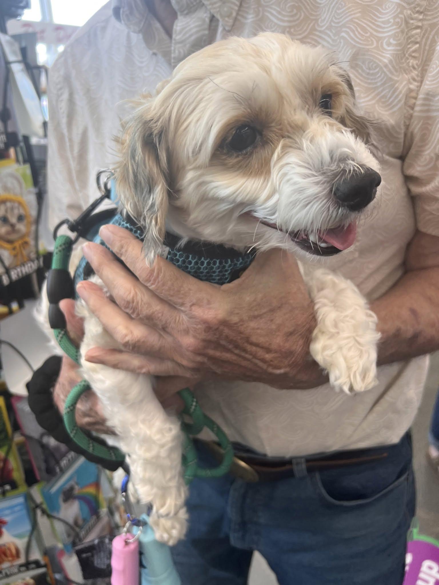Tigger, ADOPTABLE, Adult Male Maltipoo.