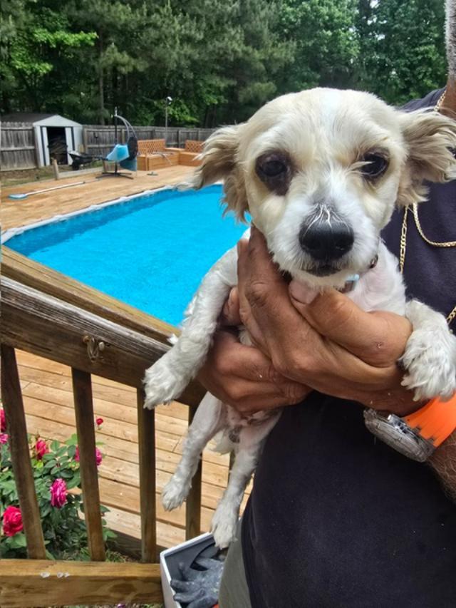 Tigger, ADOPTABLE, Adult Male Maltipoo.