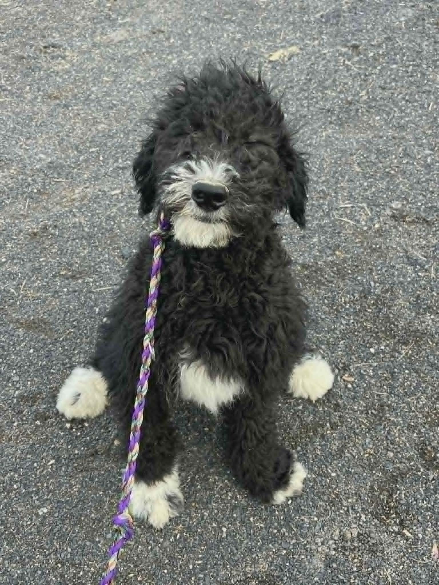 Enlarge Tango, a Adopted mixed breed in Havertown, PA image 2/2