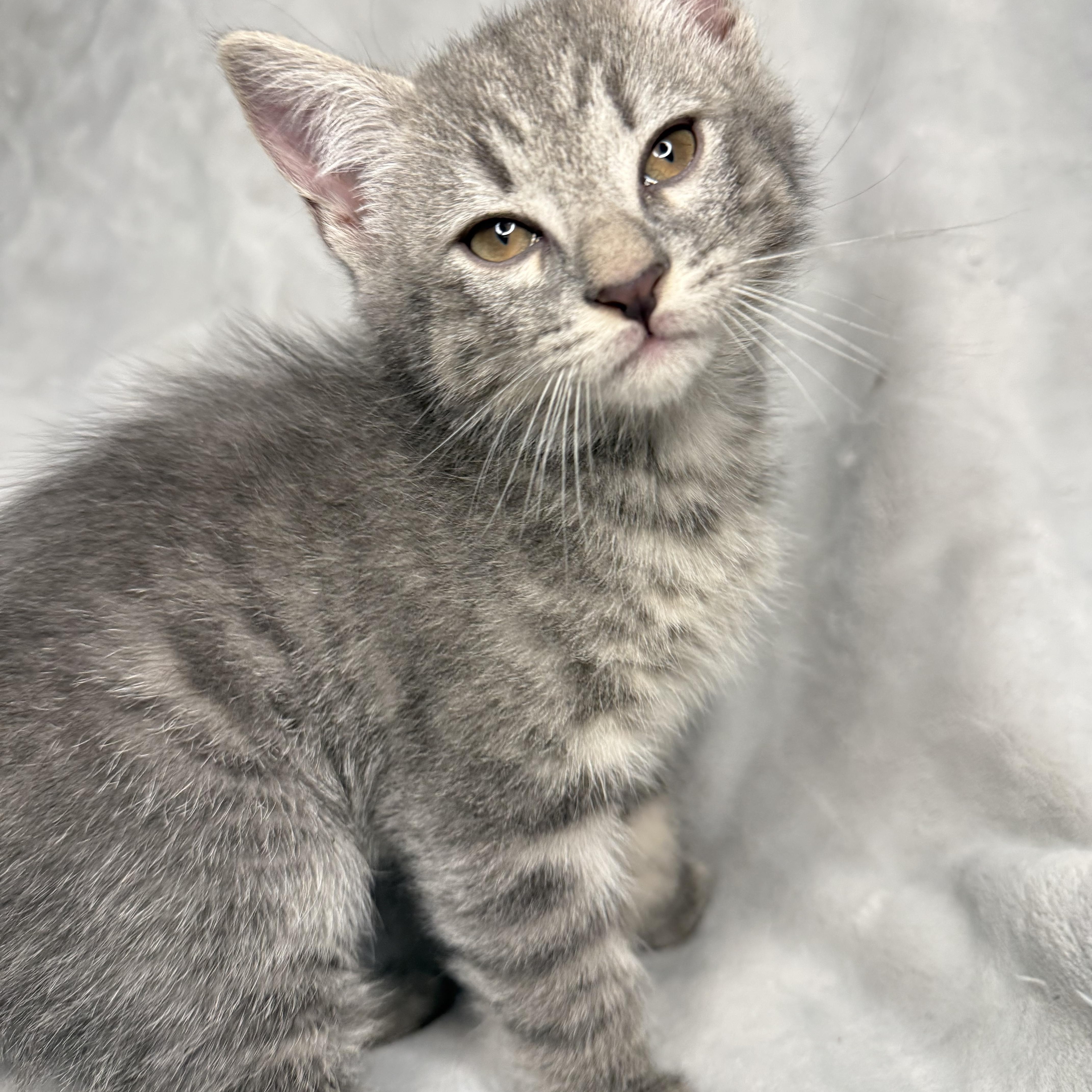 The Friends Crew ... Ross, a ADOPTABLE Domestic Short Hair in Hickory, NC image 2/4