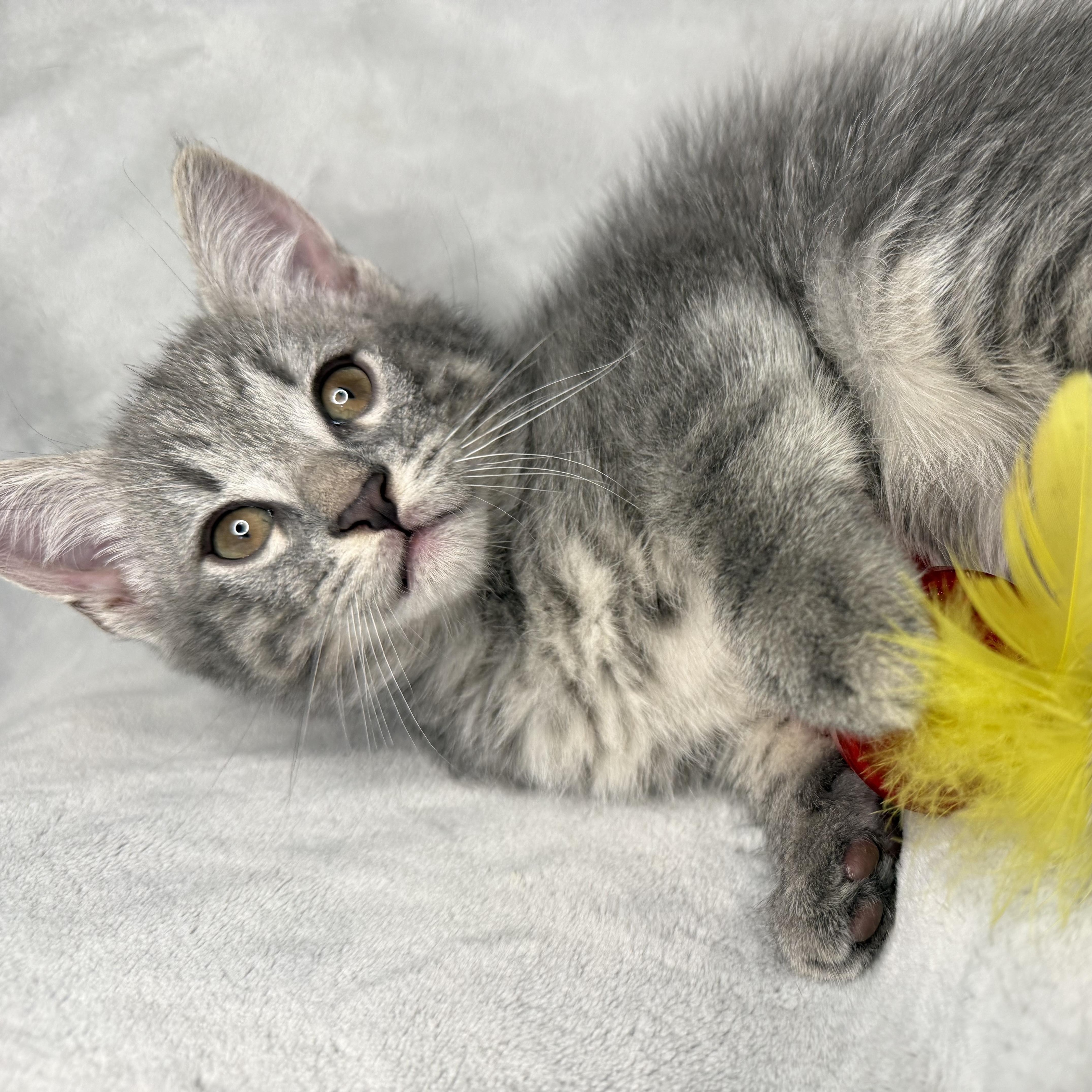 The Friends Crew ... Ross, a ADOPTABLE Domestic Short Hair in Hickory, NC image 3/4