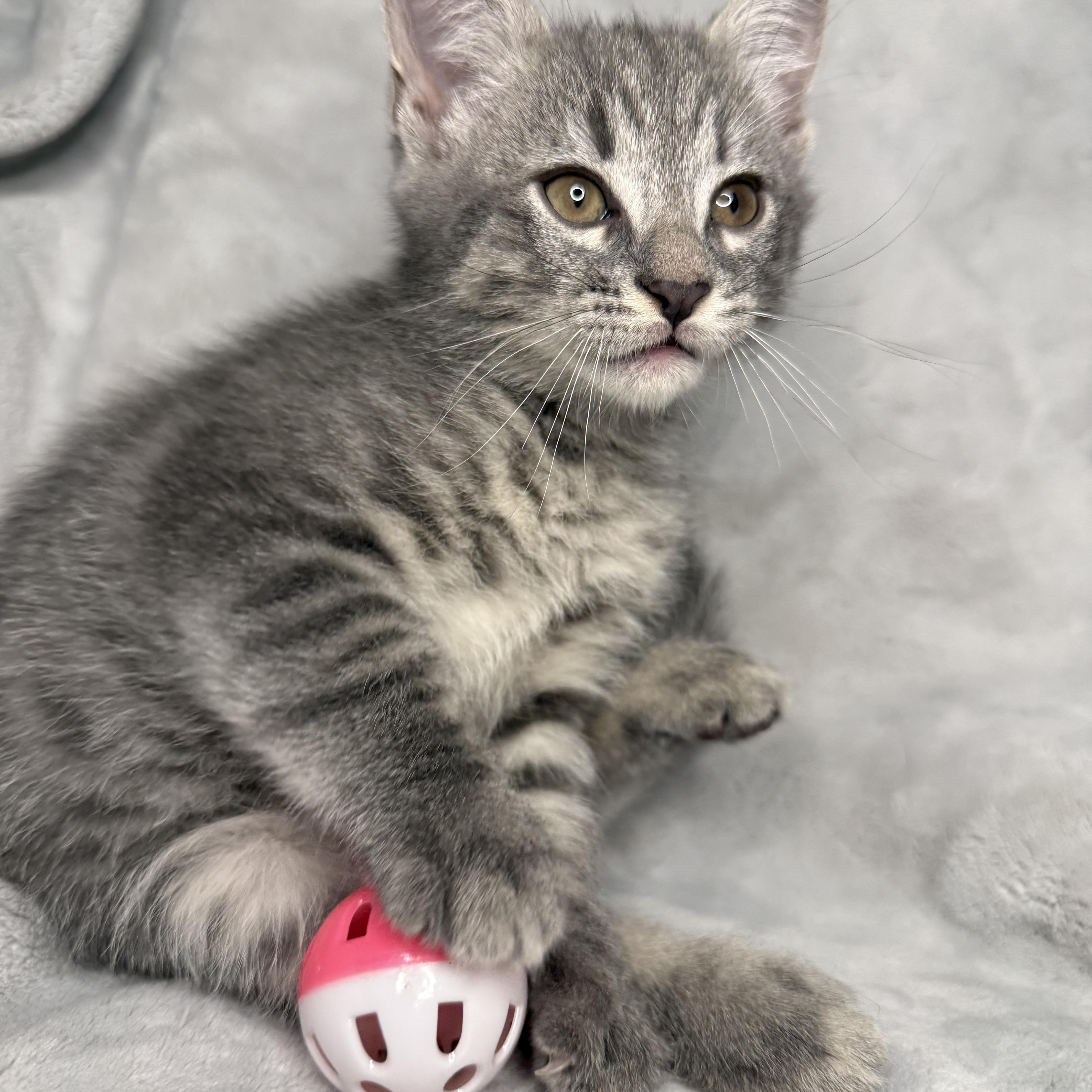 The Friends Crew ... Ross, a ADOPTABLE Domestic Short Hair in Hickory, NC image 4/4
