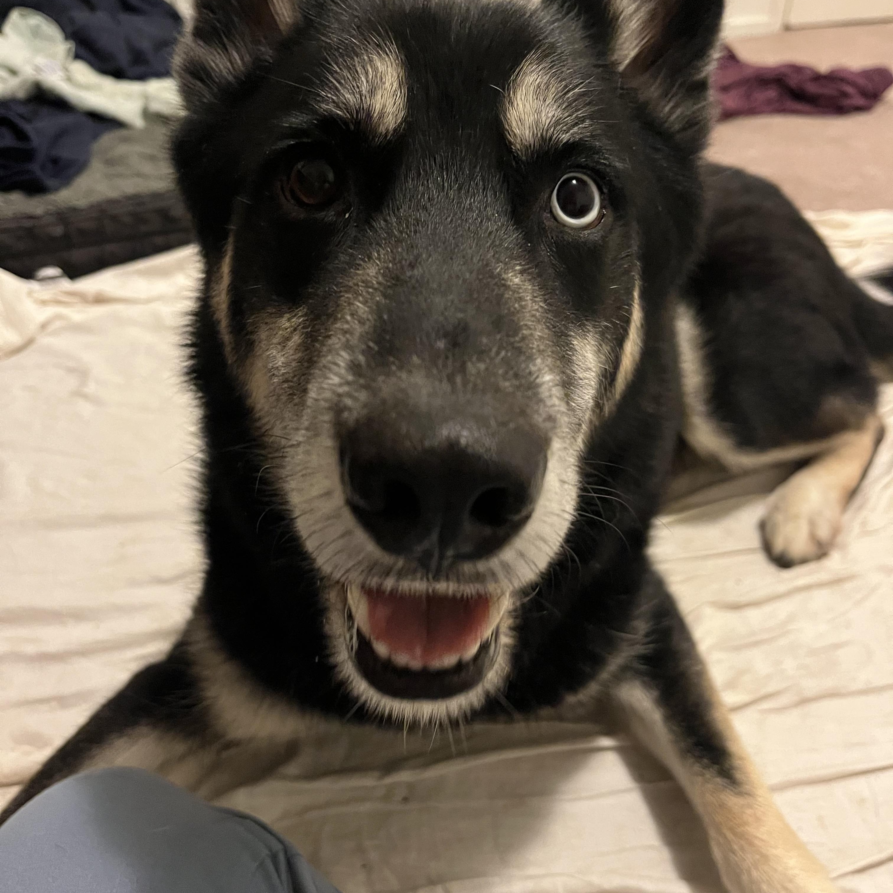 Enlarge Oliver, a ADOPTABLE mixed breed in Saratoga Springs, NY image 3/5