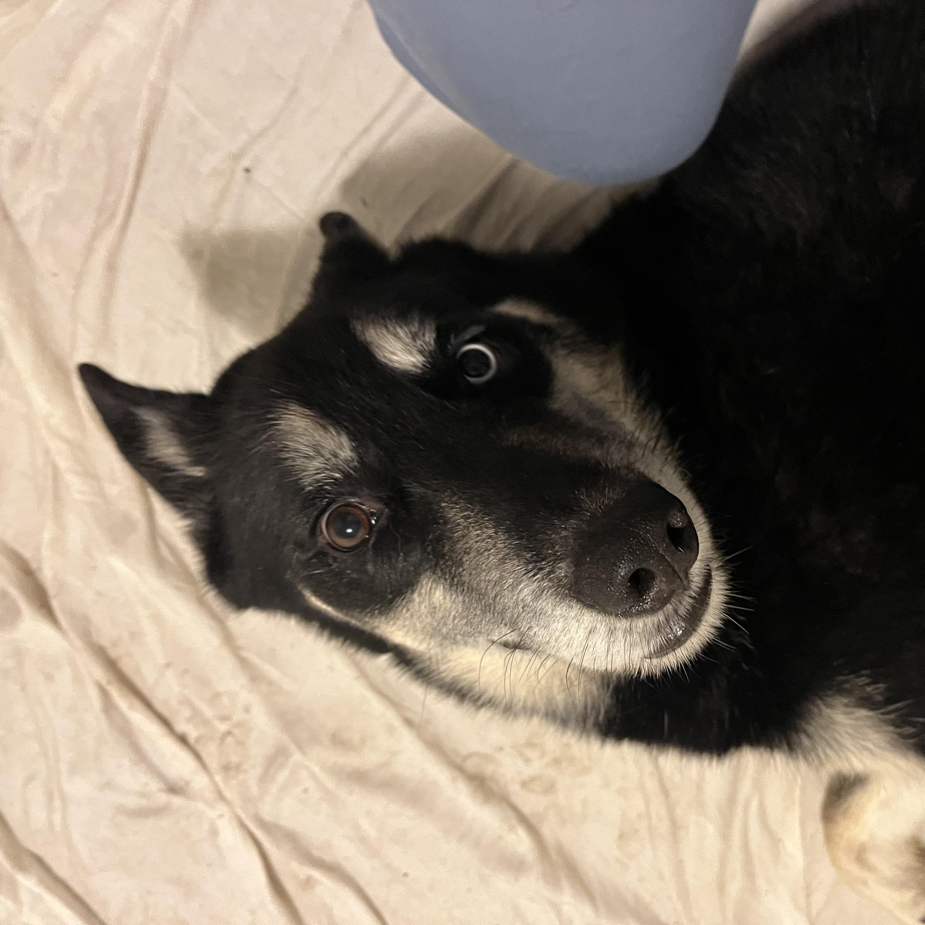 Oliver, ADOPTABLE, Adult Male German Shepherd Dog.