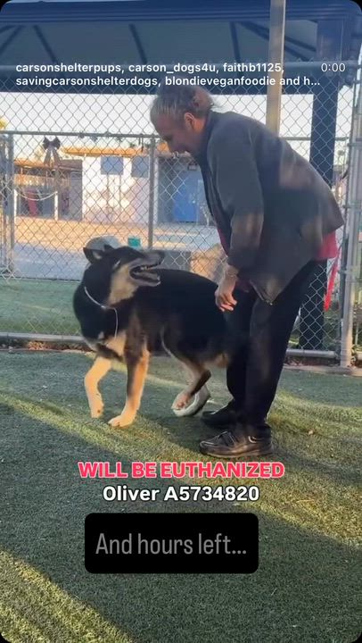 Enlarge Oliver, a ADOPTABLE mixed breed in Saratoga Springs, NY video 2/5