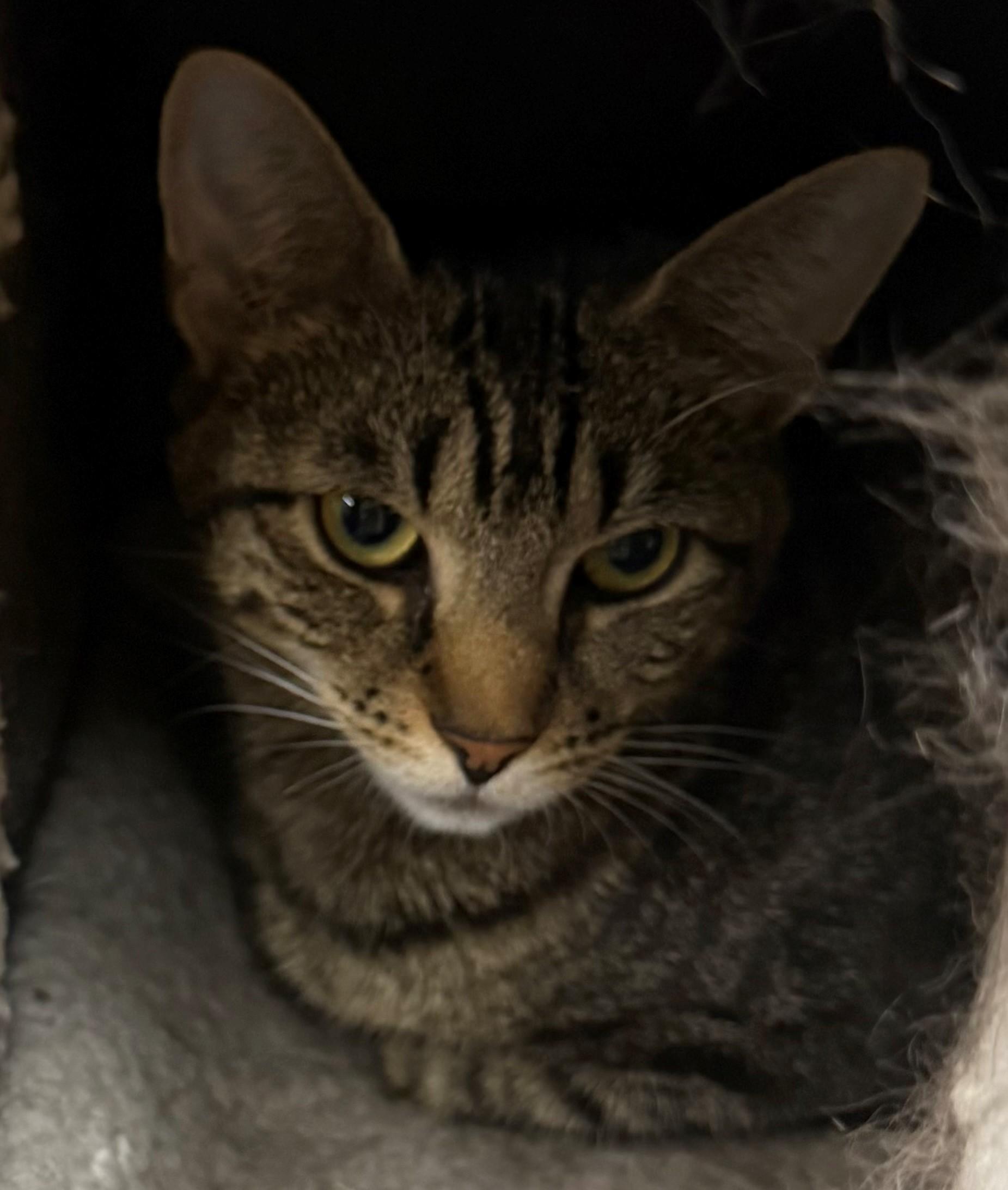 Enlarge Sunshine, an adopted Domestic Short Hair in Edison, NJ image 1/1