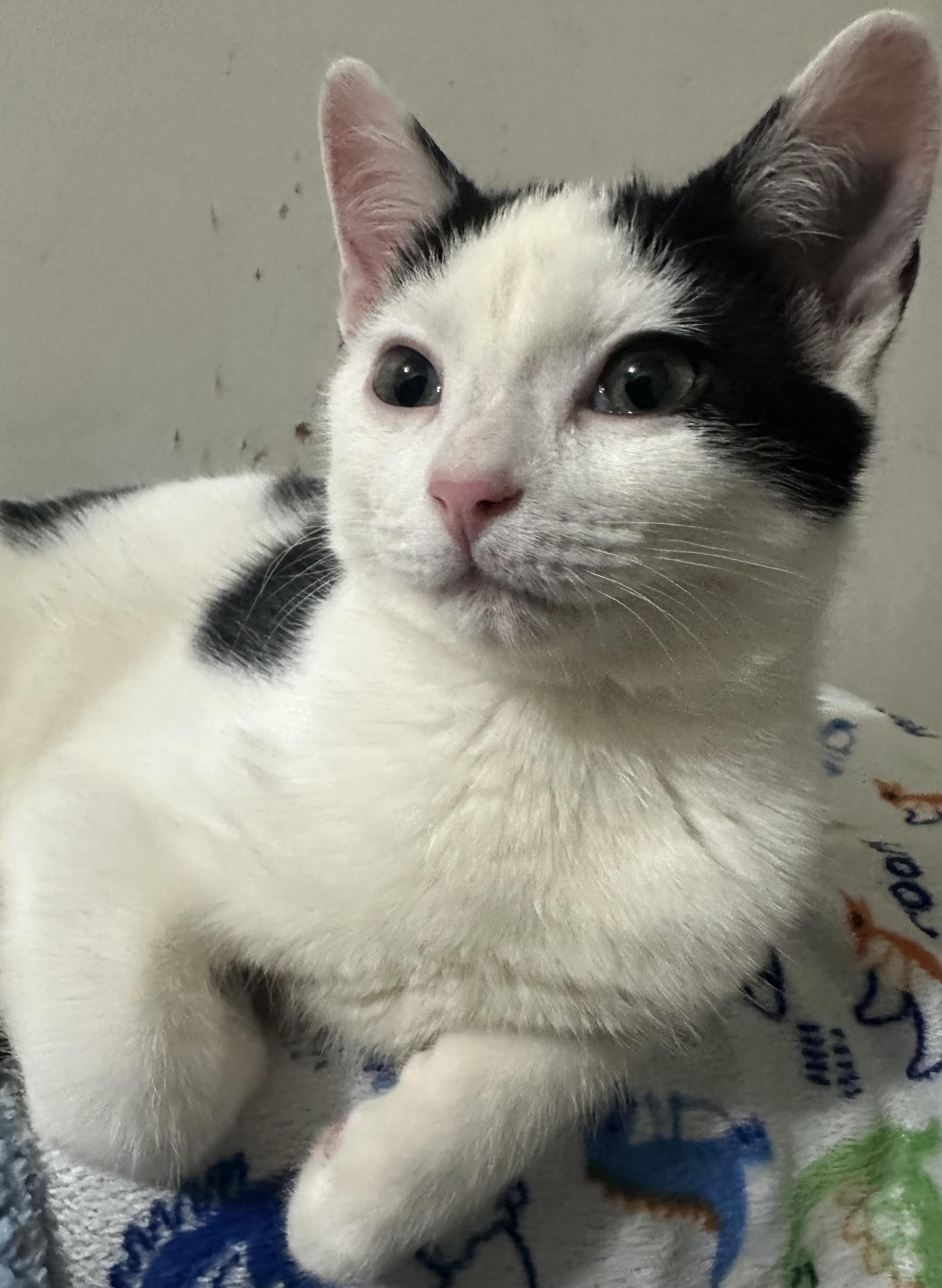 Enlarge Gizmo, a ADOPTABLE Domestic Short Hair in Fayetteville, NC image 5/6