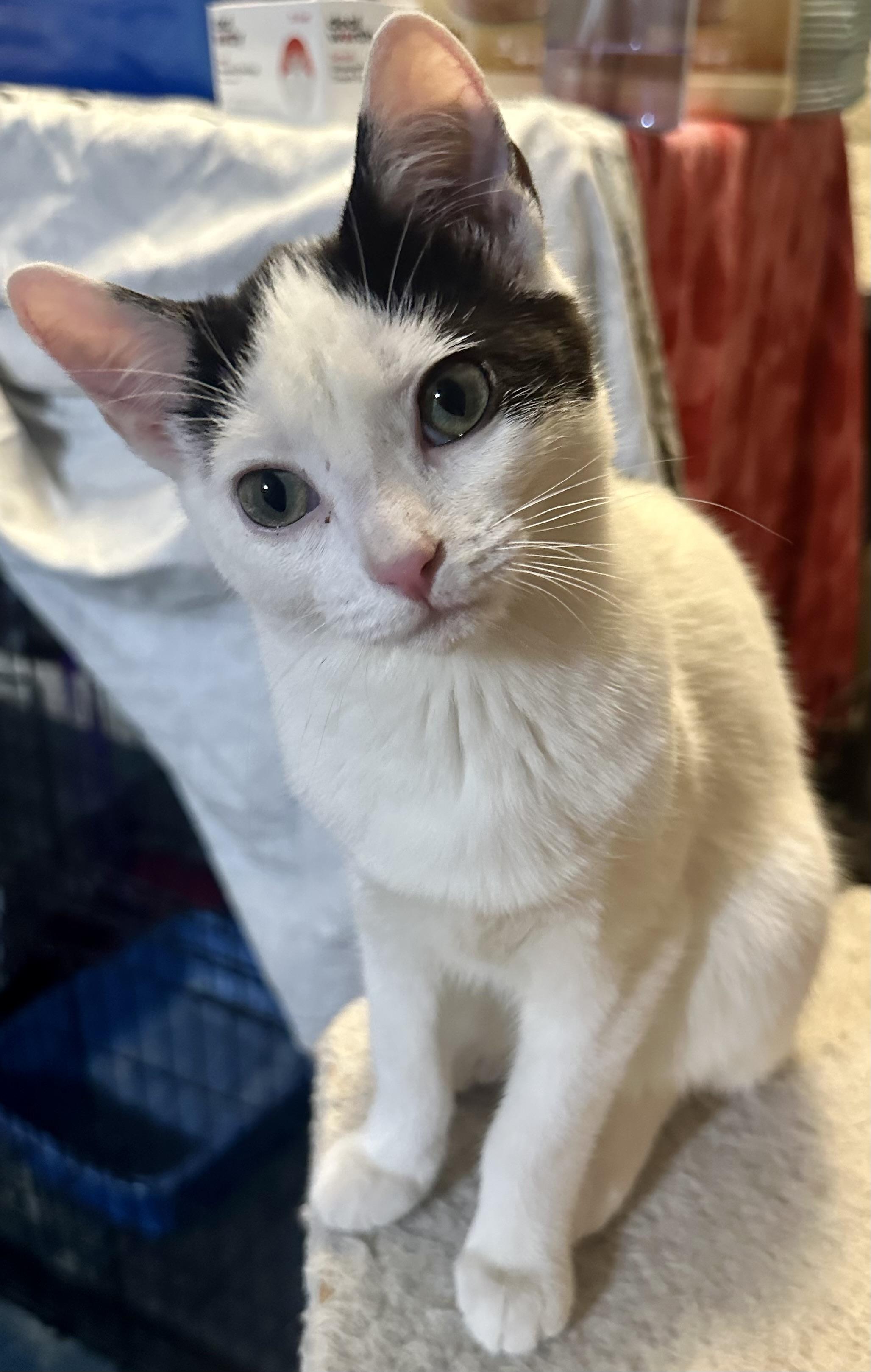 Enlarge Gizmo, a ADOPTABLE Domestic Short Hair in Fayetteville, NC image 3/6