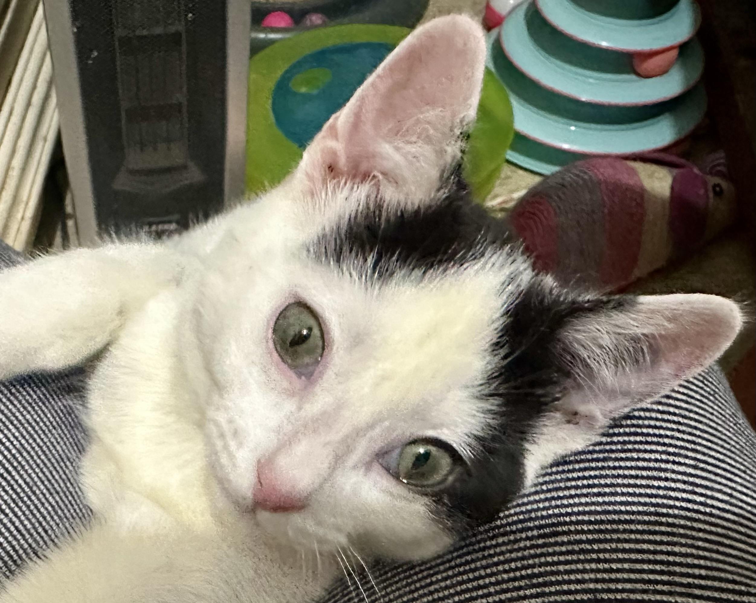 Enlarge Gizmo, a ADOPTABLE Domestic Short Hair in Fayetteville, NC image 4/6