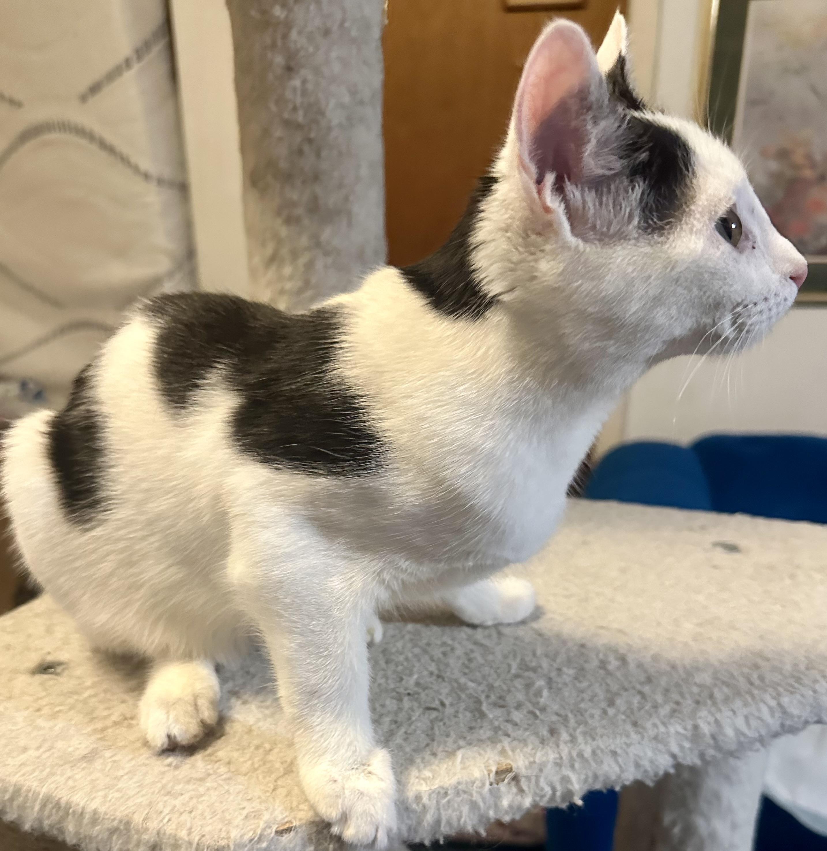 Enlarge Gizmo, a ADOPTABLE Domestic Short Hair in Fayetteville, NC image 2/6