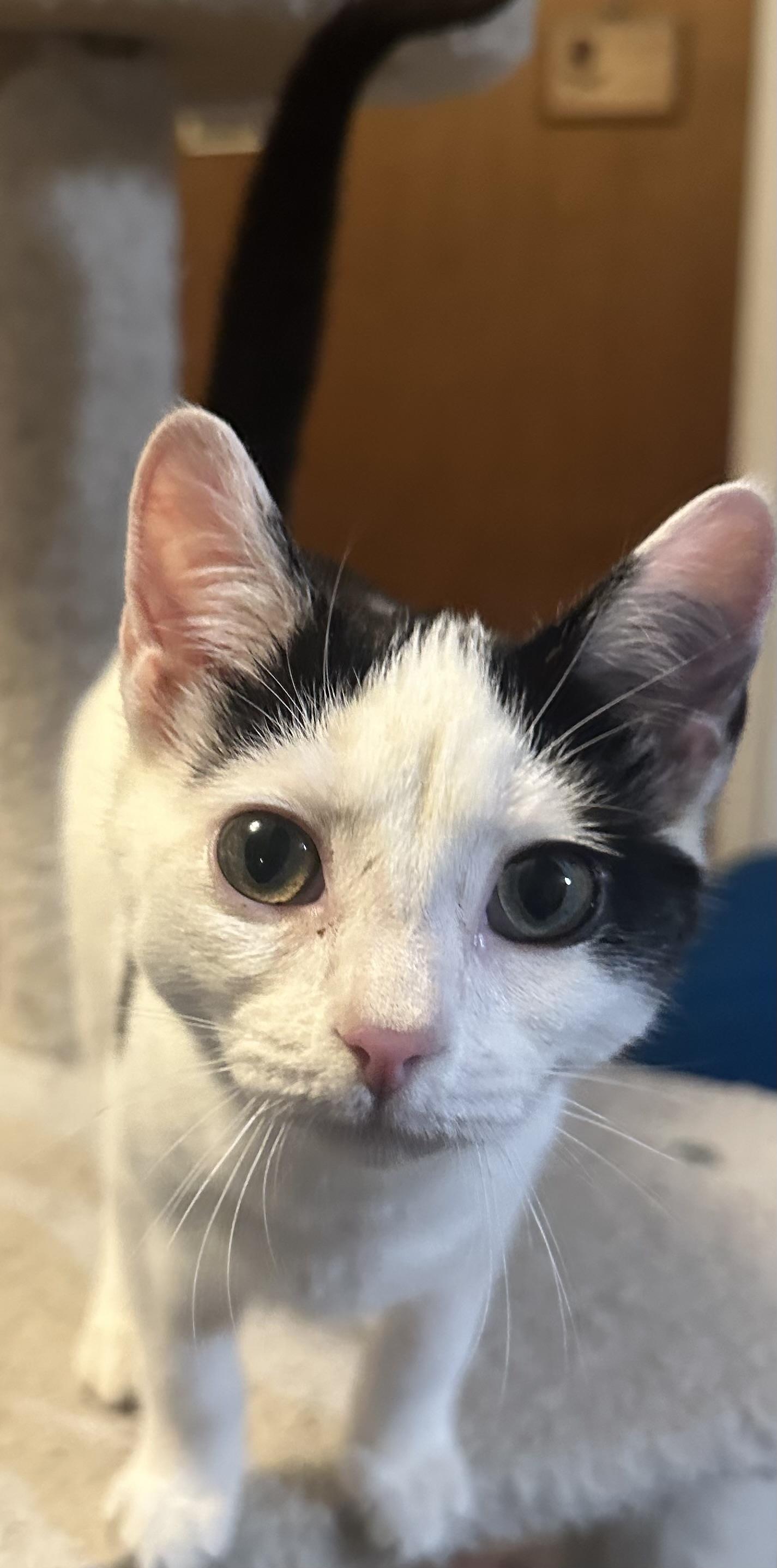 Enlarge Gizmo, a ADOPTABLE Domestic Short Hair in Fayetteville, NC image 1/6