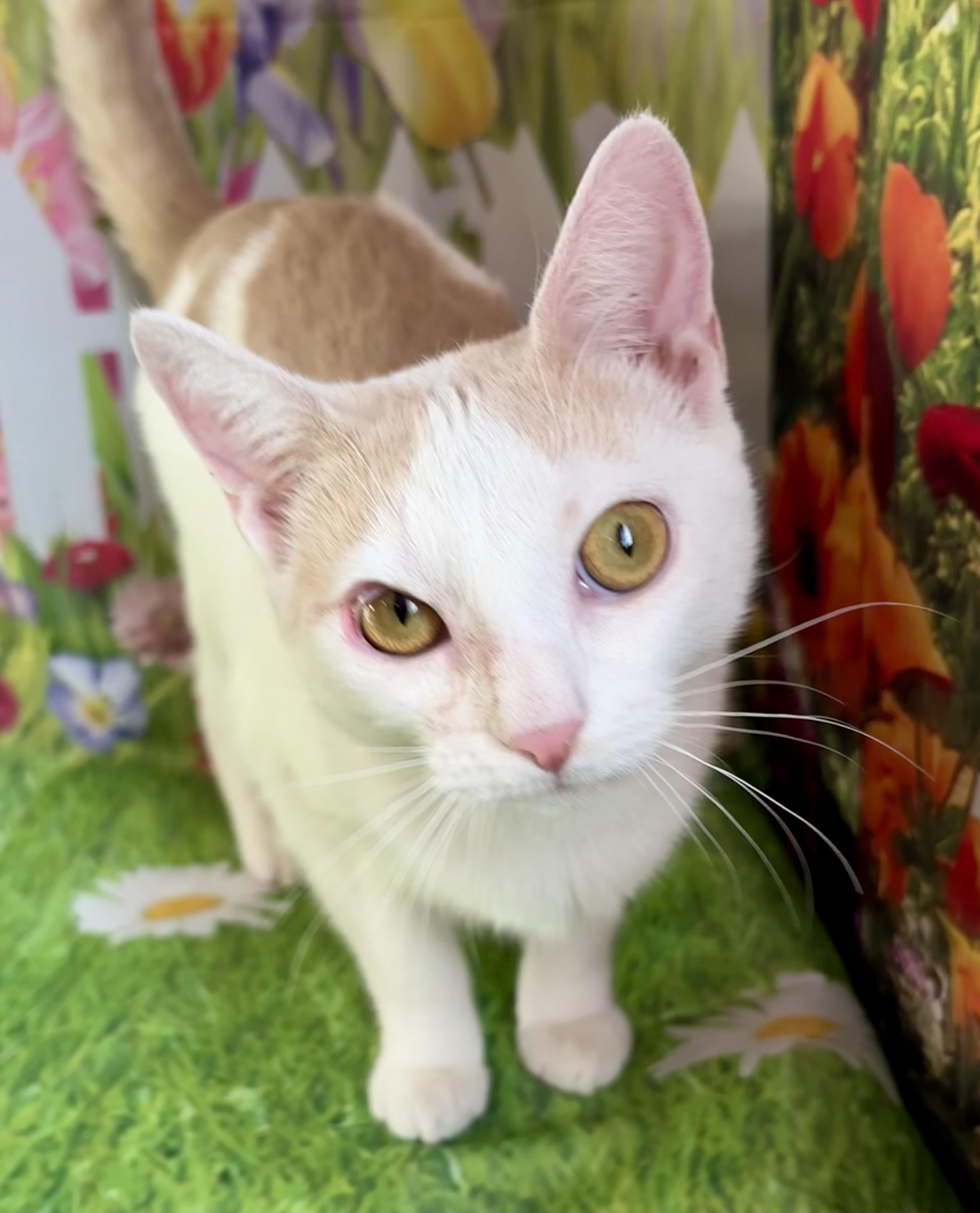 Enlarge Zelina, an adoption pending Domestic Short Hair in Cincinnati, OH image 1/2