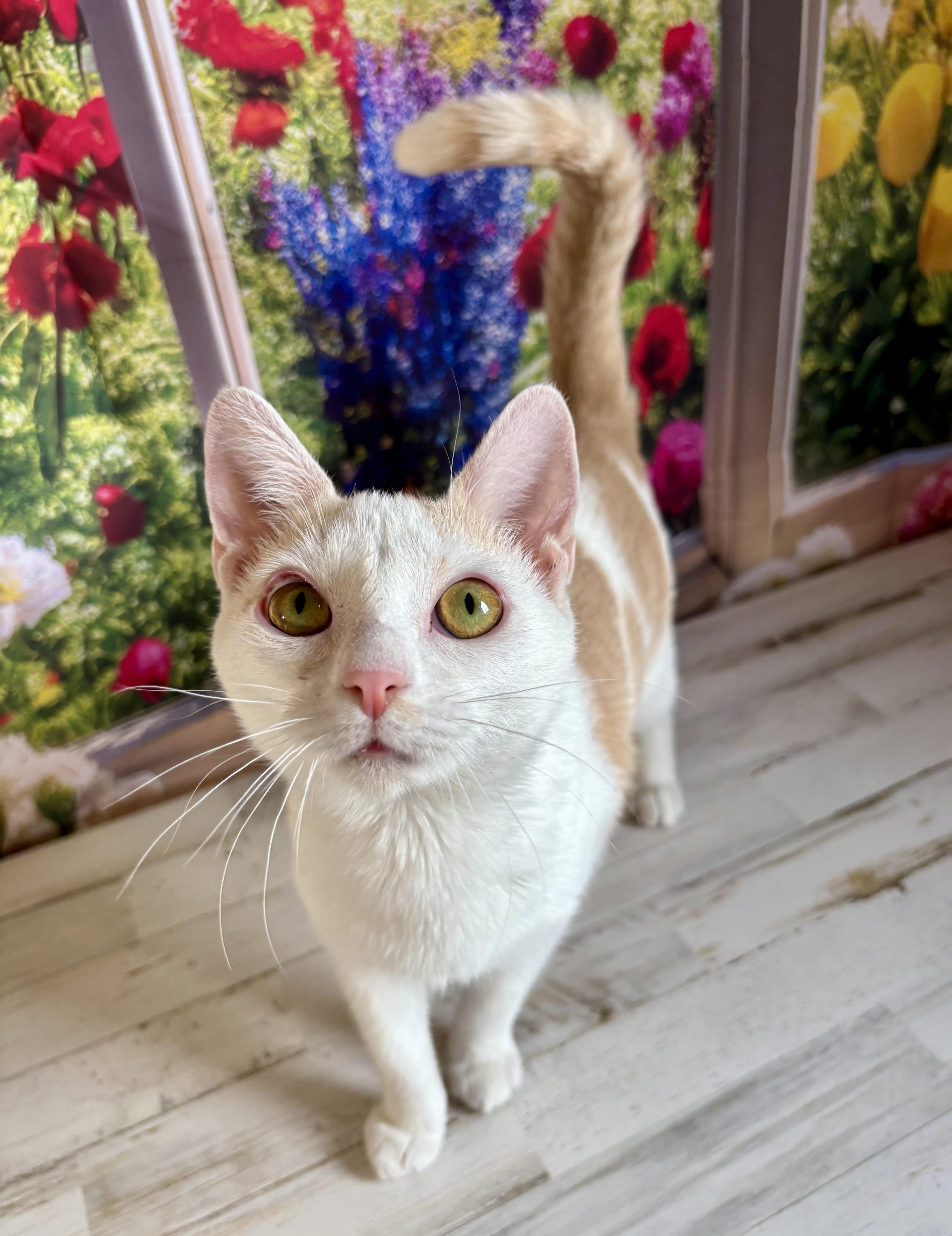 Zelina, ADOPTABLE, Young Female Domestic Short Hair.