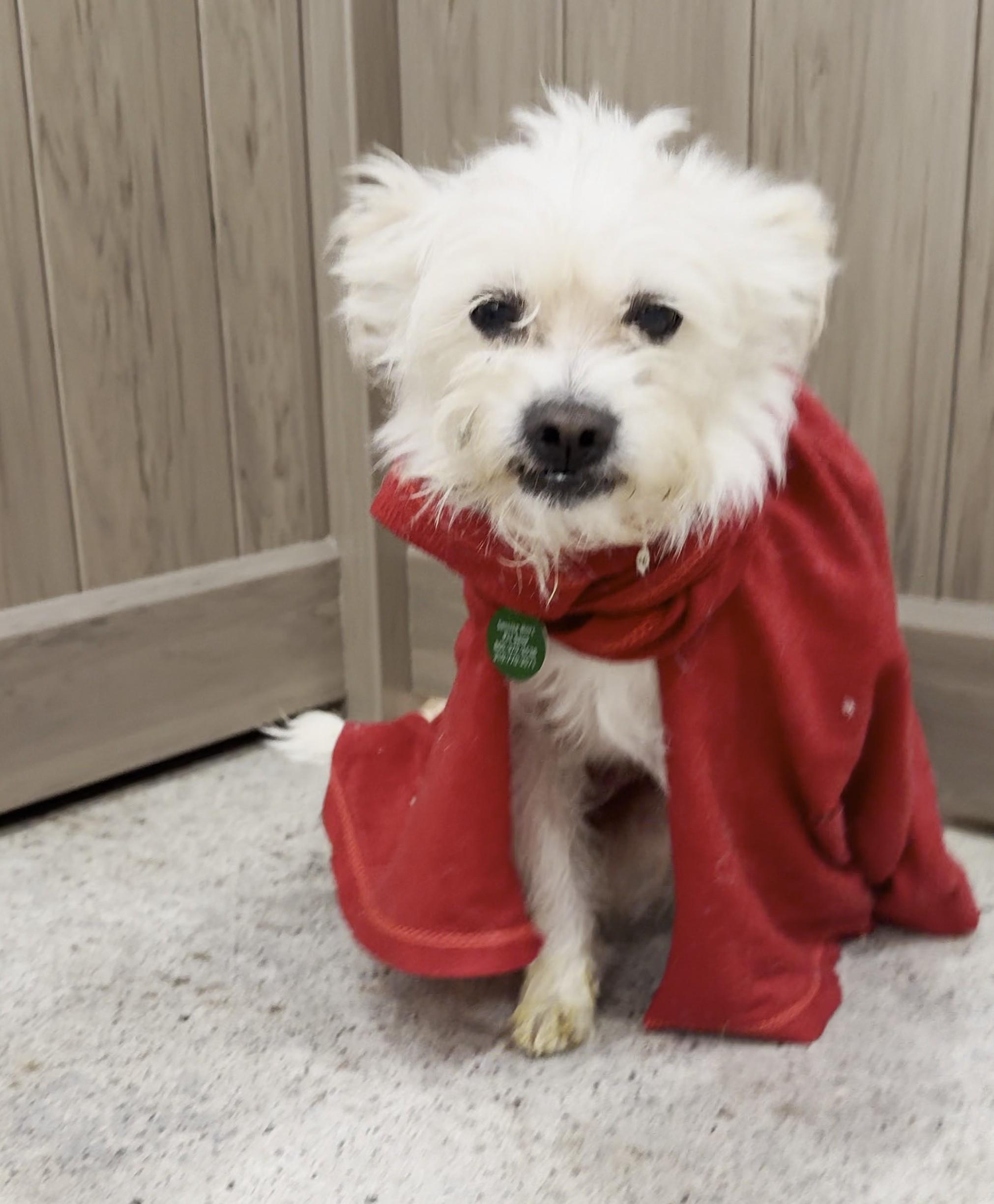 Krypto