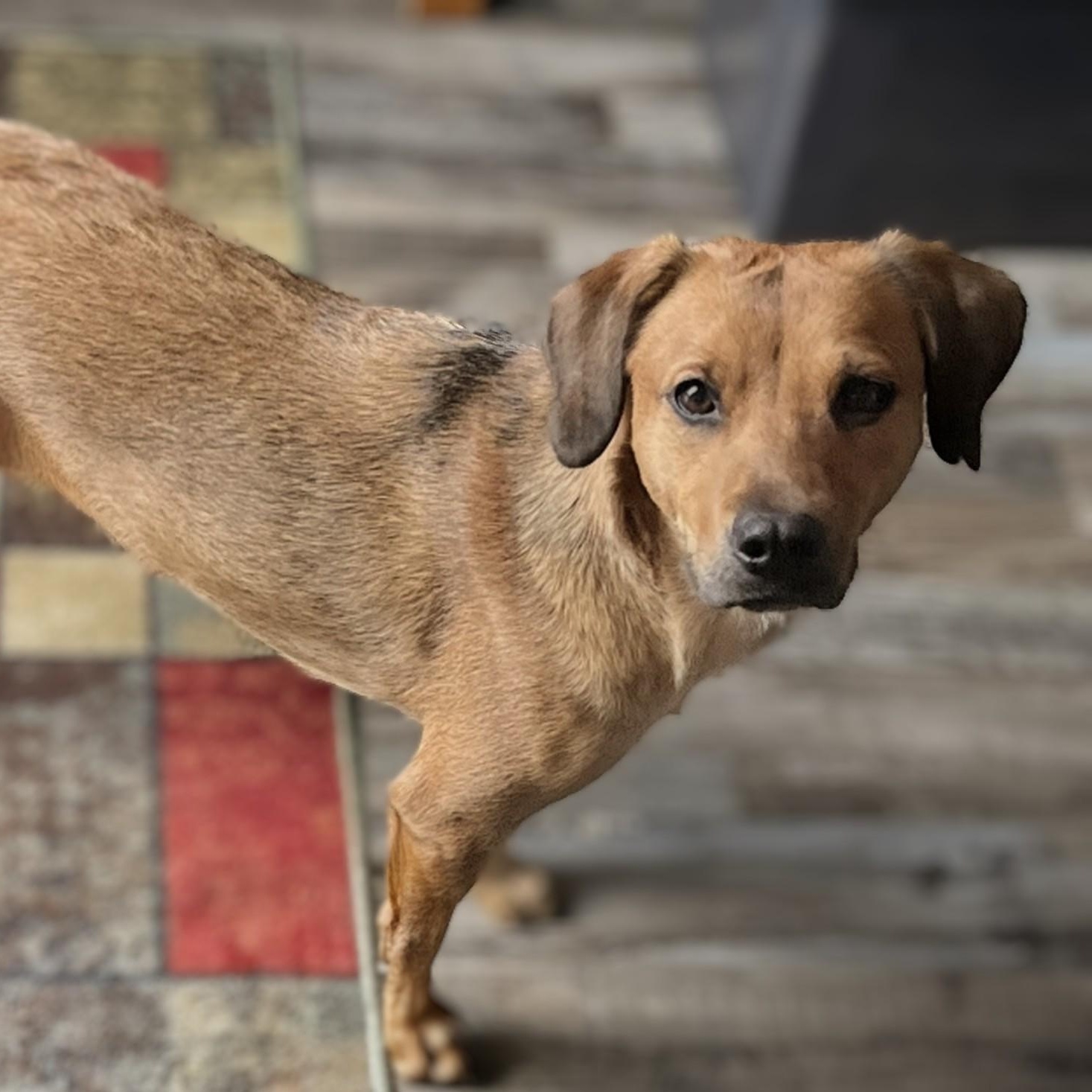 Lady, a Adoptable mixed breed in Baltimore, MD image 1/6